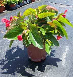 flowering dragonwing begonia