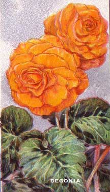 begonia-wills from Wills Garden Flower Series