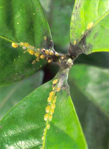 Yellowish coffee green scales produce a sweet, sticky liquid called honeydew. The substance is a food source for this black sooty mold fungus on these gardenia leaves.