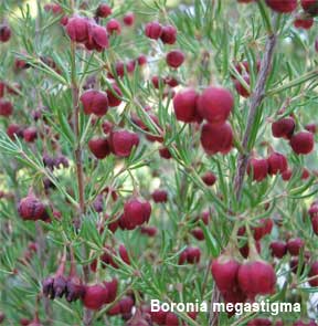 Sweet boronia megastigma in flower