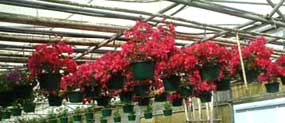 bougainvillea growing in baskets