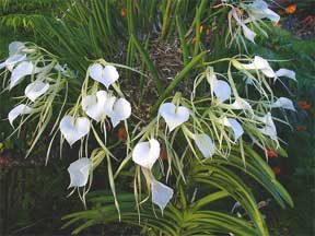 flowering Brassavola nodosa - lady of the Night