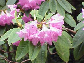 broadleaf rhododendron evergreen