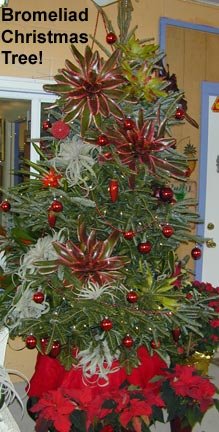 Bromeliads used for Christmas tree decorations