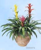 bromeliad garden