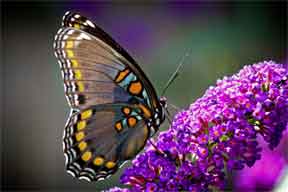 Butterfly Bush Maintenance on Homeowners  That   S Where Butterfly Bush Pruning Comes Into Play