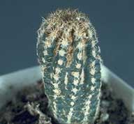 cactus diseased
