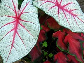 fancy leaved caladiums red and white
