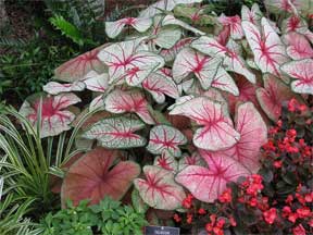 caladiums planted in the landscape