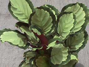 Calathea Corona
