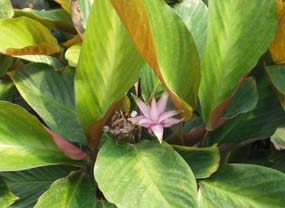 calathea flowers