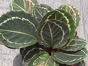 Calathea Roseo Picta