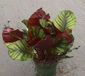 Calathea rotundifolia