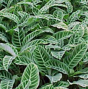 calathea leaf