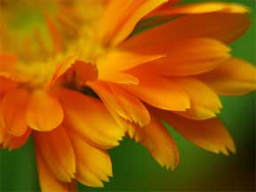calendula orange closeup