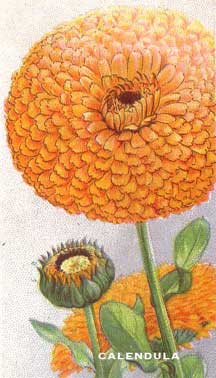 calendula-wills from Wills Garden Flower Series