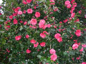 Camellia Plants Pictures