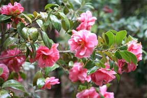 Flowering Camellia a southern tradition