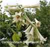 Cardiocrinum giganteum in flower