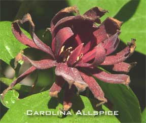 Blooming carolina allspice