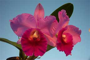 colorful flowering Cattleya