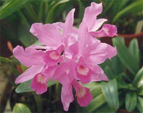 Cattleya skinneri in Bloom