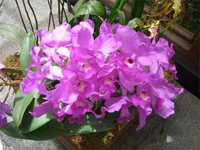 Cattleyas As House Plants – Part 2