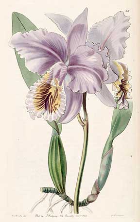 Cattleya Orchid watercolor plate