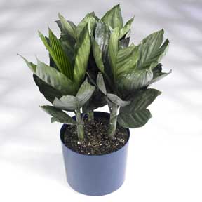 Chamedorea metallica grown for interior