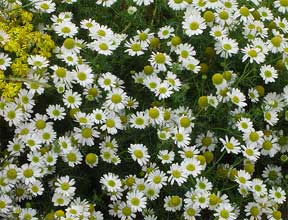 flowering chamomile