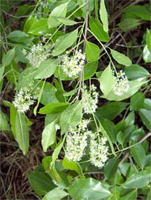 Laurel Plant