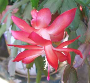 close up of christmas cactus bloom