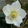 White Christmas Rose
