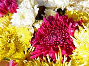 Assorted colorful Chrysanthemums