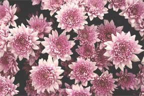 Magenta colored Chrysanthemums