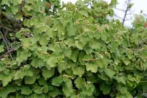 Cissus