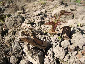 hard clay soil in need of amendments to improve texture and usability