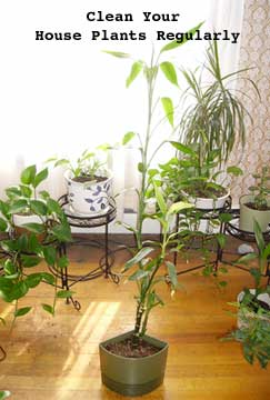 clean indoor house plants regularly for a healthier plant