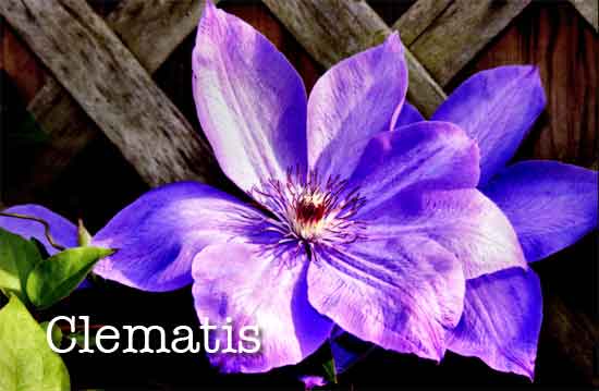 clematis flower up close