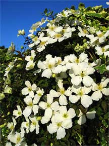 Clematis montana heavy flowering