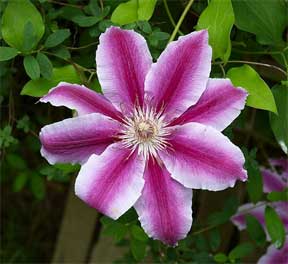 clematis with a pink and white stripe up close
