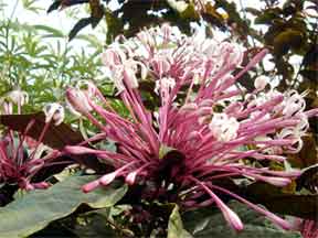 clerodendrum the glory bower vine
