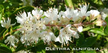Blooming clethra alnifolia