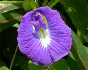Clitoria ternatea in Flower