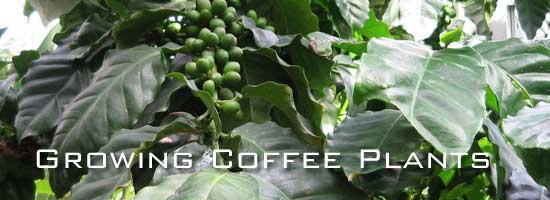 coffee plant with beans unripe