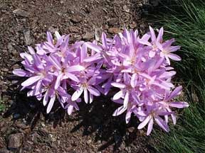 purple colchium flowering