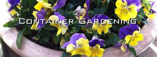 colorful container garden