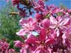 Flower crab apple