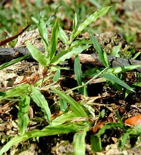 crabgrass the weed we love to hate