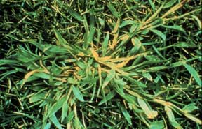 crabgrass treated with pre-emergence weed control